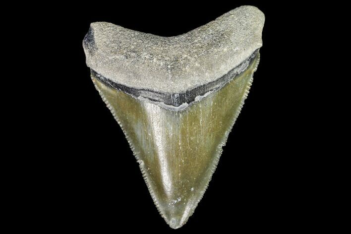 Serrated, Fossil Megalodon Tooth - Florida #110465
